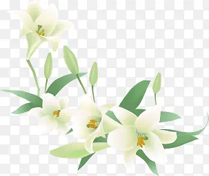 白色唯美清新纯洁花朵春天