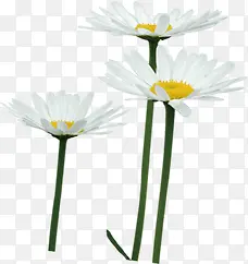 白色植物春季花朵
