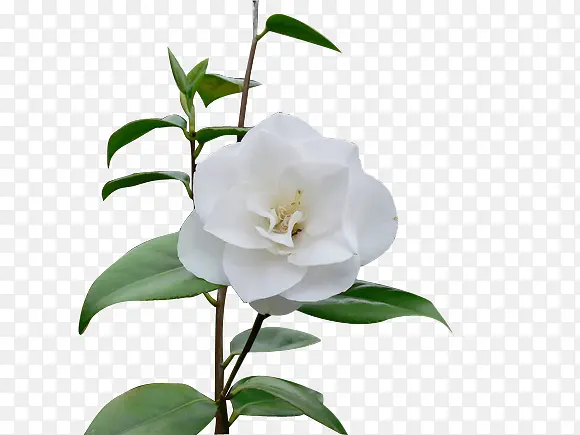 白色纯洁花朵