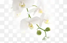 纯洁白色花朵