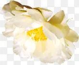 白色花瓣花朵实物