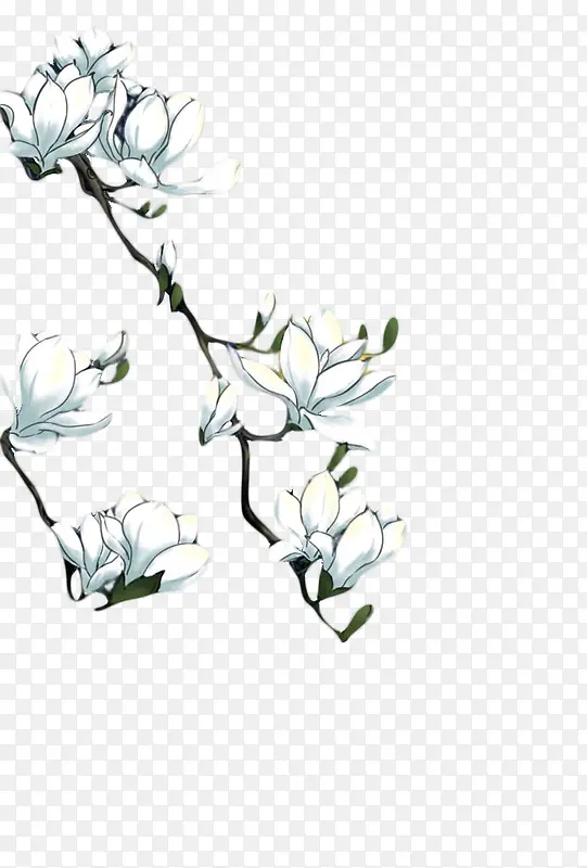 白色花朵彩绘图片