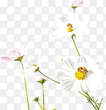 白色简约设计花朵春天美景
