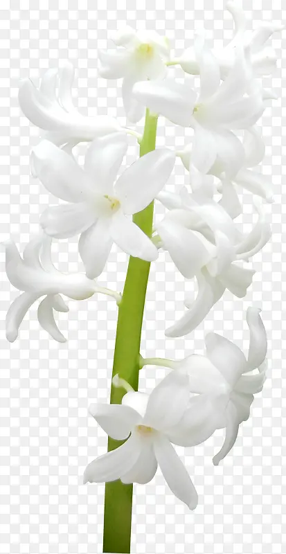 清新白色简约花朵
