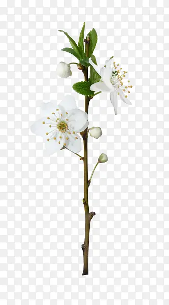 梨花白色花朵