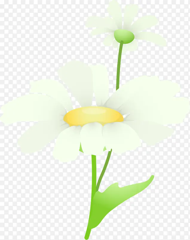 摄影风景白色花朵效果