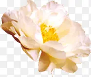 白色盛开花朵实物