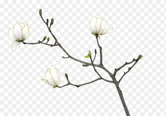 白色花朵树枝图片