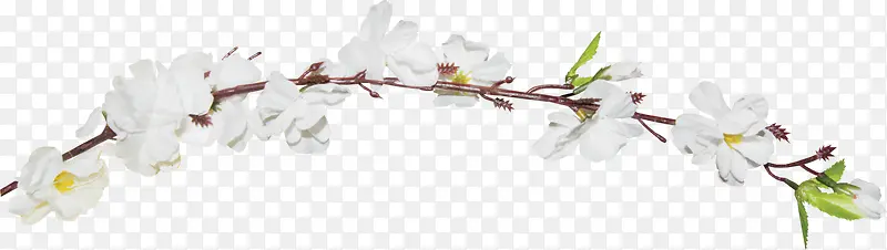 树枝白色花朵装饰