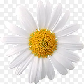 白色卡通设计花朵花瓣