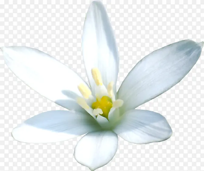 白色花朵花瓣素材