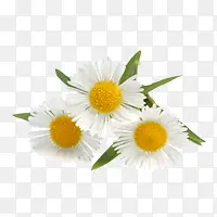 甘菊