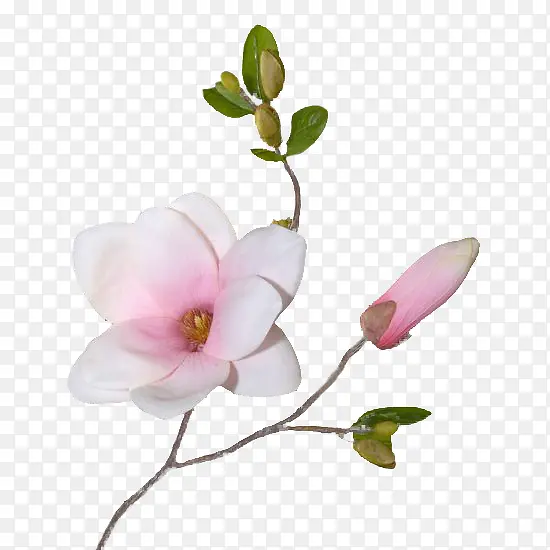 白色花朵植物素材