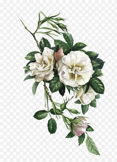 花朵白色植物手绘