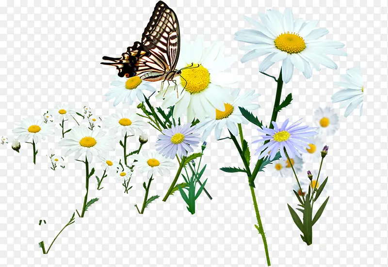白色唯美田园花朵蝴蝶