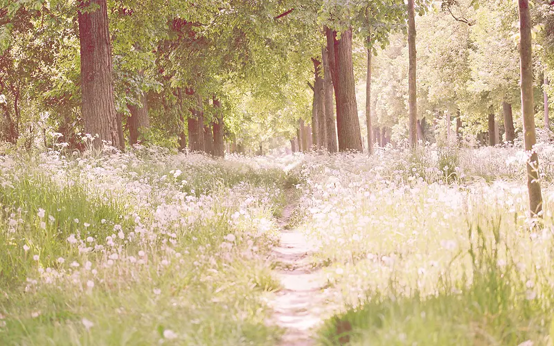 唯美草地树林白色花朵高清摄影