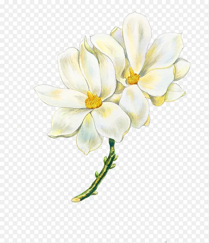 白色高清手绘花朵