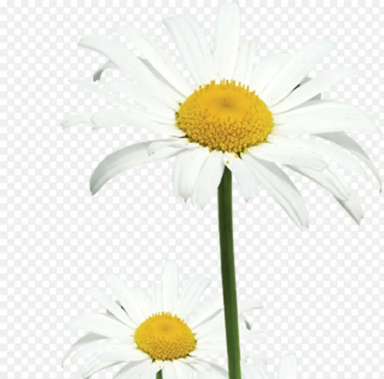 白色卡通花朵装饰设计