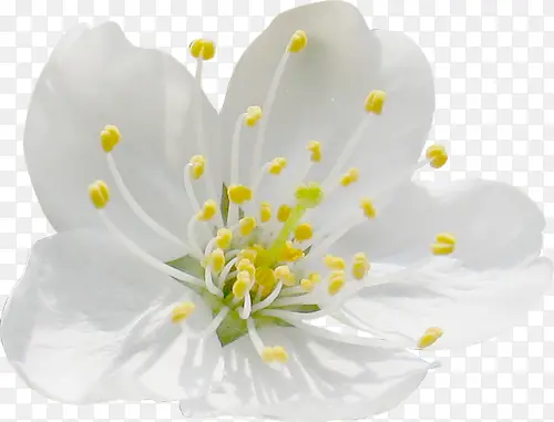 花朵白色花朵黄色花蕊