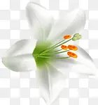 白色手绘百合花朵