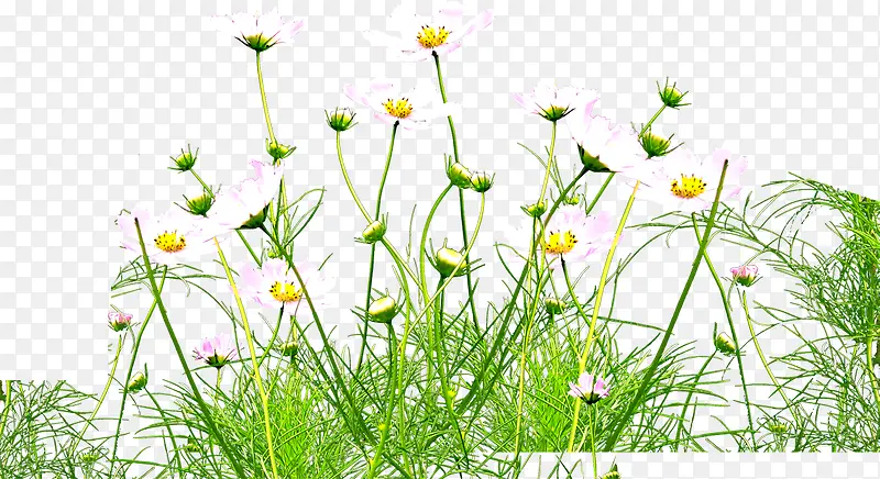绿色小草白色梦幻花朵
