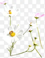 白色唯美清新模糊花朵