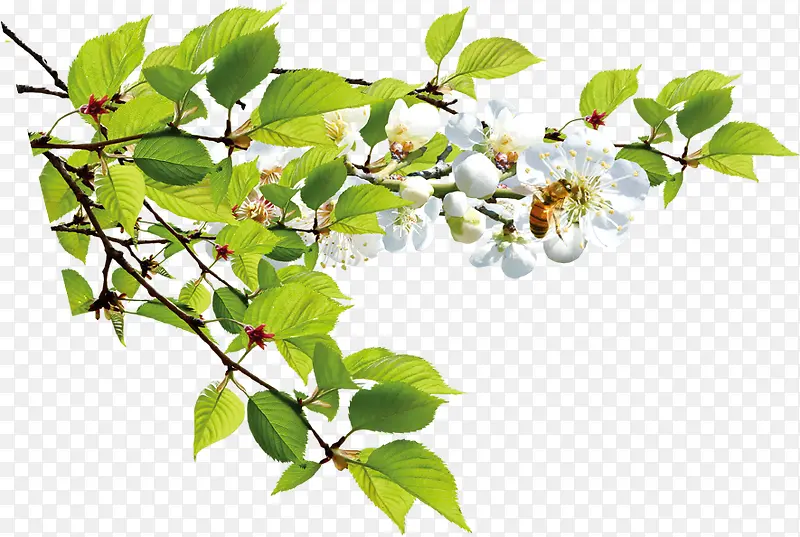 白色花朵植物树叶