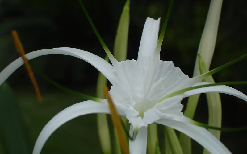 高清白色花朵小草