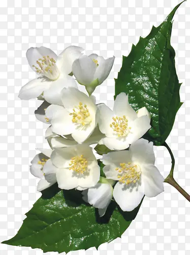 白色花朵可爱高清