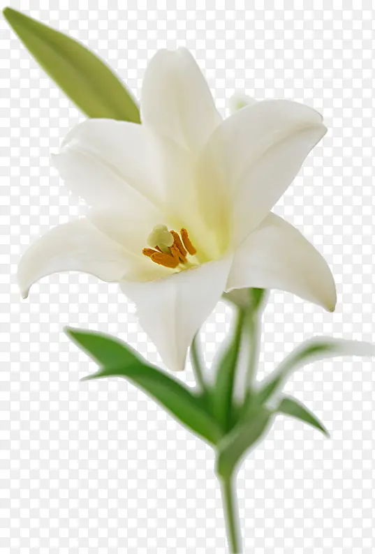 白色唯美清新花朵盛开