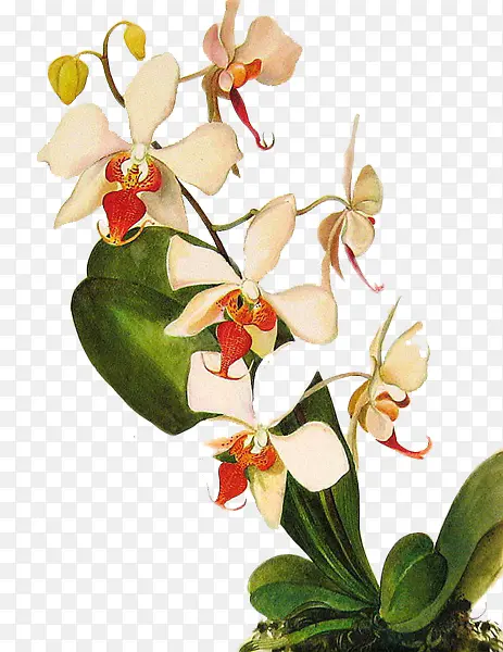 白色创意设计花朵