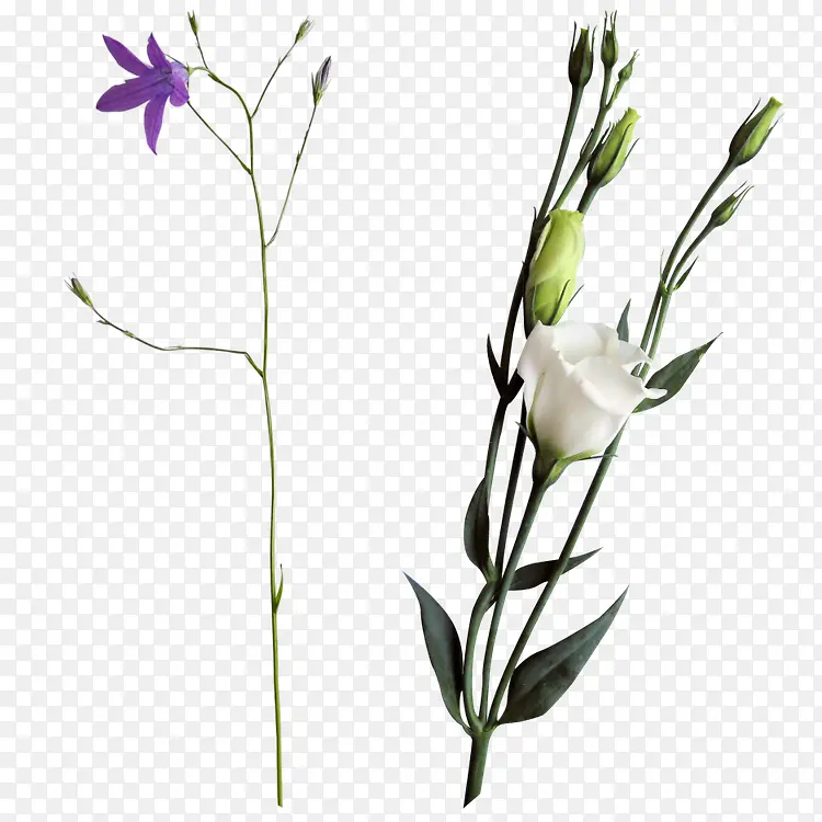 花枝花草蓝色花朵白色花朵