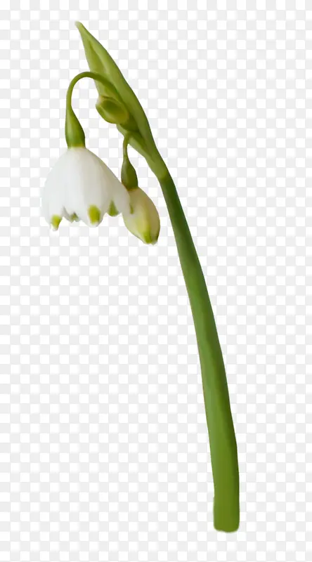 低头的白色花朵