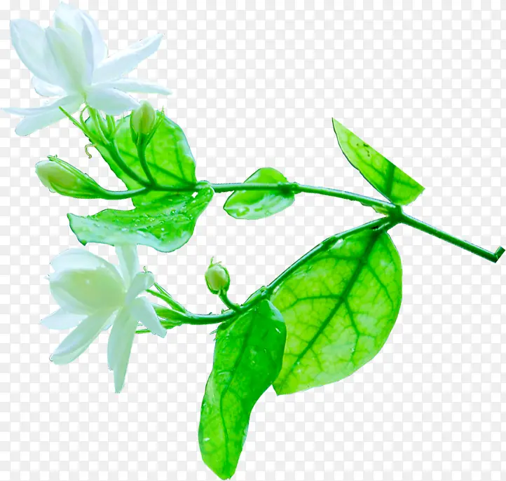 清新白色花朵绿叶装饰