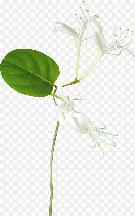白色绿叶花朵