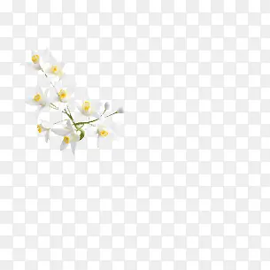 白色花朵 png素材
