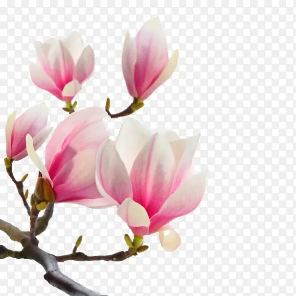 高清粉白色花朵树枝