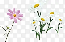 白色唯美花朵装饰春天