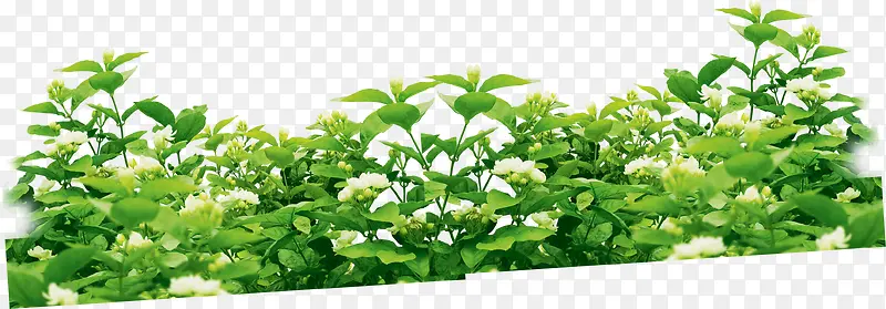 春天白色花朵绿叶
