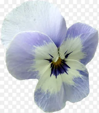 白色兰花花朵图片