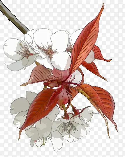 手绘白色花朵红色树叶