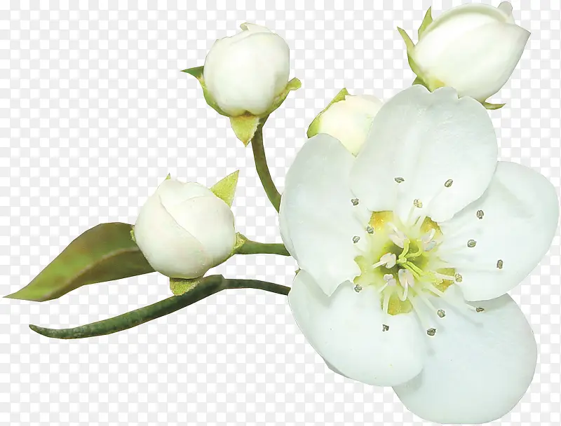 白色花朵花苞高清花朵