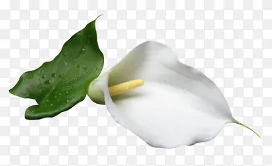 白色花朵绿叶
