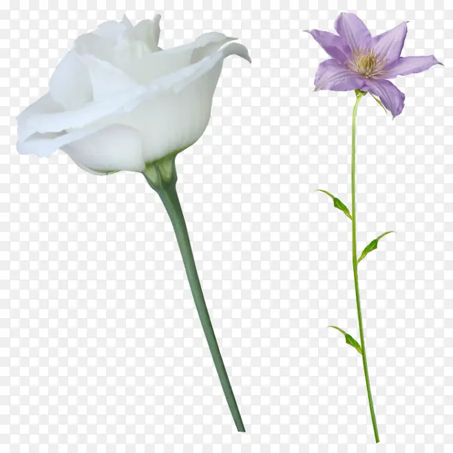 白色花朵花枝装饰