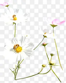白色花朵唯美春天风景