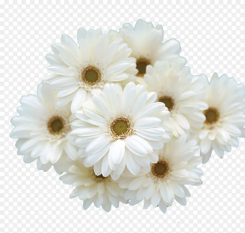 白色雏菊清新花朵