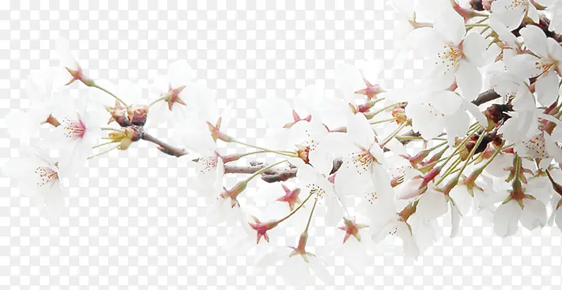 白色花朵树枝装饰