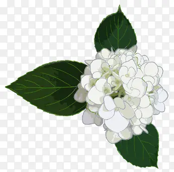 白色花朵设计唯美手绘