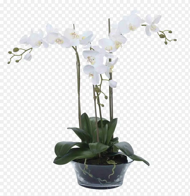 花盆白色花朵绿色叶子