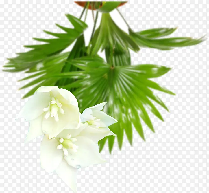 3d白色花朵绿色叶子PNG图片素材下载_图片编号qrvmkxwg-免抠素材网